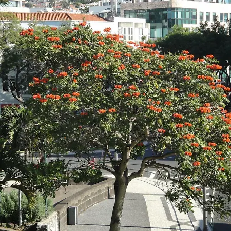 Violeta House Dom wakacyjny Funchal (Madeira)